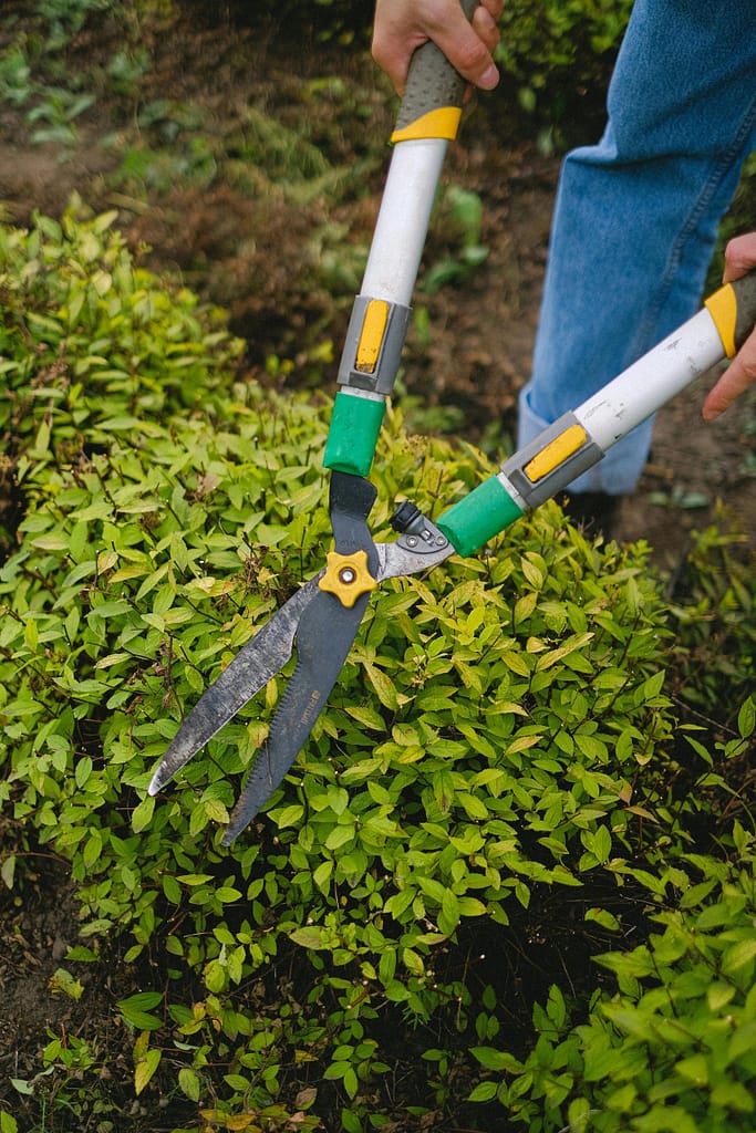 Crop gardener with secateurs working on bush scaled